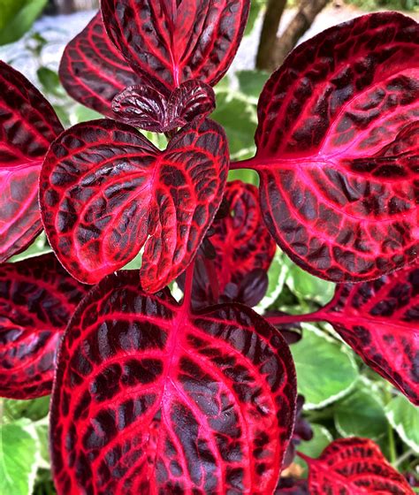 Red leaf plant. Things To Know About Red leaf plant. 
